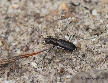 Cicindela abdominalis